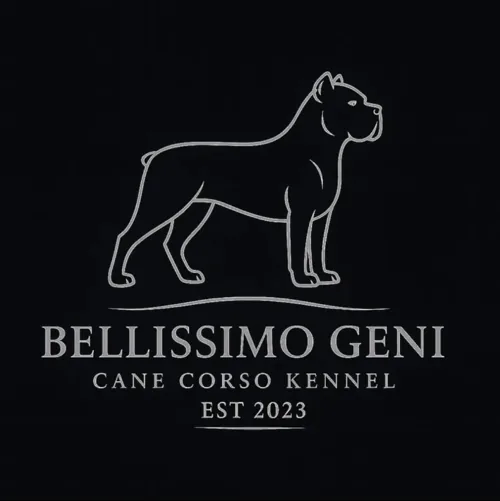 Bellissimo Geni Cane Corso Kennel — Est 2023