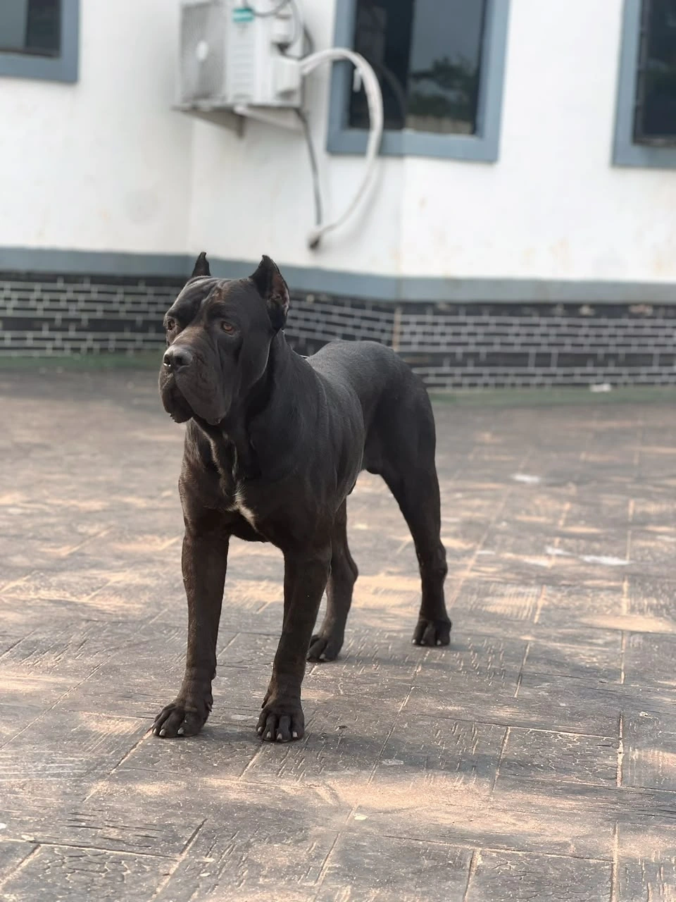 Branco Custodi Nos, black Cane Corso at Bellissimo Geni