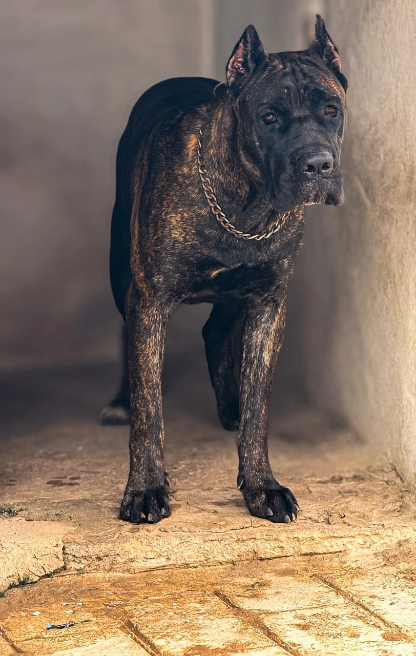 Gyda Bellissimo Geni, black brindle Cane Corso