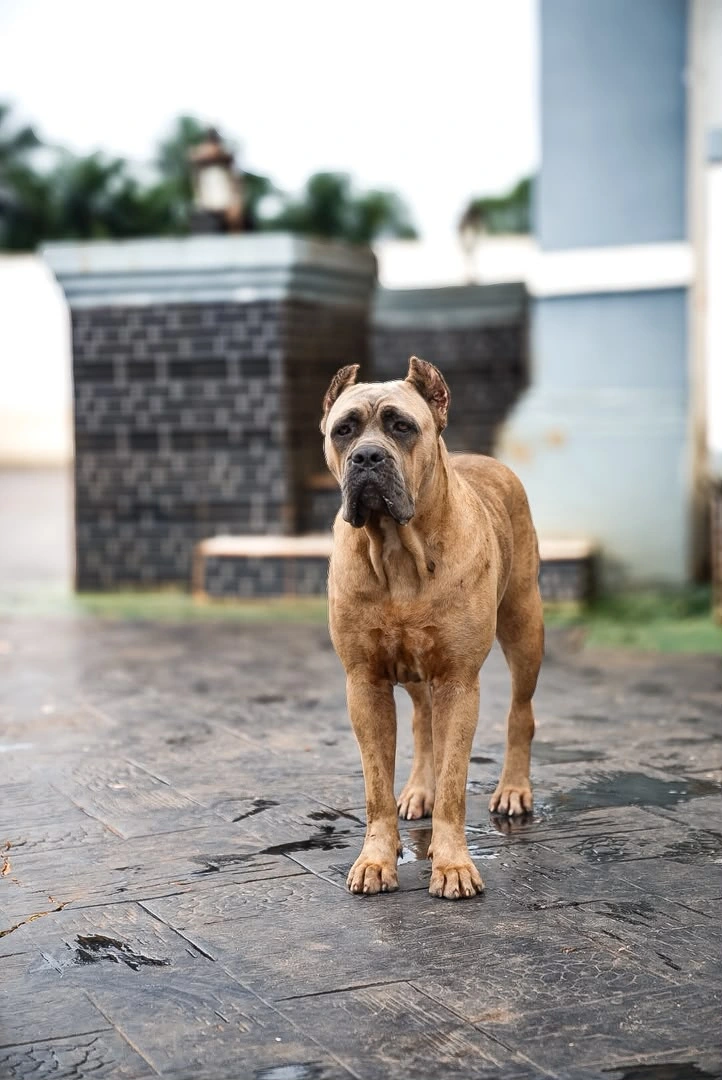 Karma Custodi Nos, Formentino Cane Corso at Bellissimo Geni