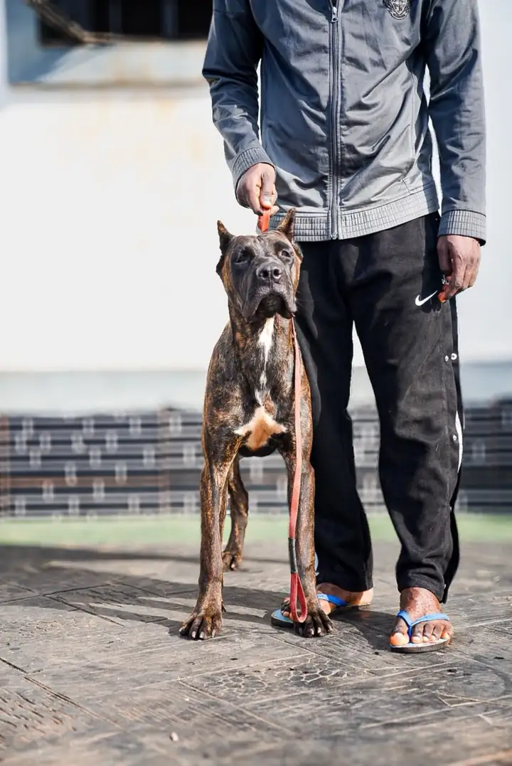 Safeera Bellissimo Geni, available brindle female Cane Corso